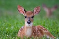 White-tailed deer fawn bedded down in an open meadow Royalty Free Stock Photo