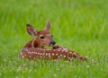 White-tailed deer fawn bedded down in an open meadow