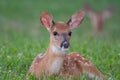 White-tailed deer fawn bedded down in an open meadow