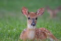 White-tailed deer fawn bedded down in an open meadow Royalty Free Stock Photo