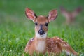 White-tailed deer fawn bedded down in an open meadow Royalty Free Stock Photo