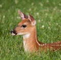 White-tailed deer fawn bedded down in an open meadow Royalty Free Stock Photo