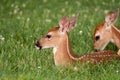 White-tailed deer fawn bedded down in an open meadow Royalty Free Stock Photo