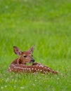 White-tailed deer fawn bedded down in an open meadow