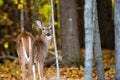 White-tailed deer fawn buck odocoileus virginianus standing in a Wisconsin forest Royalty Free Stock Photo