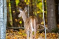 White-tailed deer fawn buck odocoileus virginianus standing in a Wisconsin forest Royalty Free Stock Photo