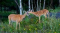 White-tailed deer fawn and doe (Odocoileus virginianus) walking in the forest in Ottawa, Canada Royalty Free Stock Photo