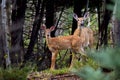 White-tailed deer fawn and doe (Odocoileus virginianus) walking in the forest in Ottawa, Canada Royalty Free Stock Photo