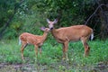 White-tailed deer fawn and doe (Odocoileus virginianus) walking in the forest in Ottawa, Canada Royalty Free Stock Photo