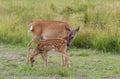 White-tailed deer fawn and doe grazing in grassy field Royalty Free Stock Photo