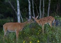 A White-tailed deer fawn and doe share a tender moment in the forest in Ottawa, Canada Royalty Free Stock Photo