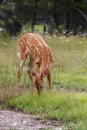 White-tailed deer fawn (Odocoileus virginianus) grazing in grassy field in Canada Royalty Free Stock Photo