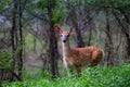 White-tailed deer fawn (Odocoileus virginianus) walking in the forest in Ottawa, Canada Royalty Free Stock Photo