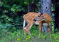 White-tailed deer fawn (Odocoileus virginianus) walking in the forest in Ottawa, Canada Royalty Free Stock Photo