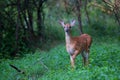 White-tailed deer fawn (Odocoileus virginianus) walking in the forest in Ottawa, Canada Royalty Free Stock Photo