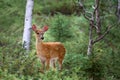 White-tailed deer fawn (Odocoileus virginianus) walking in the forest in Ottawa, Canada Royalty Free Stock Photo