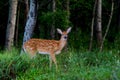 White-tailed deer fawn (Odocoileus virginianus) walking in the forest in Ottawa, Canada Royalty Free Stock Photo