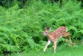 White tailed Deer fawn frolicking in summer Royalty Free Stock Photo