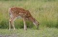 White-tailed deer fawn (Odocoileus virginianus) grazing in grassy field in Canada Royalty Free Stock Photo