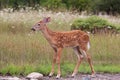 White-tailed deer fawn (Odocoileus virginianus) walking in the forest in Ottawa, Canada Royalty Free Stock Photo