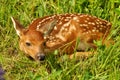 White-tailed deer fawn hiding Royalty Free Stock Photo
