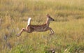 White tailed Deer fawn leaping in field Royalty Free Stock Photo