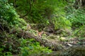 White-tailed deer fawn looks over fallen log at camera in idyllic woodland stream setting Royalty Free Stock Photo