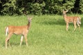 White-tailed deer Fawn with mama in Poughkeepsie, NY Royalty Free Stock Photo