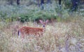 White-tailed deer fawn (Odocoileus virginianus) walking in the forest in Ottawa, Canada Royalty Free Stock Photo