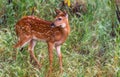 A White-tailed Deer Fawn in a Meadow in Autumn