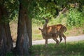 White tailed deer, fawn and mother, under a shady tree