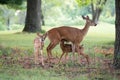 white-tailed deer fawn nursing Royalty Free Stock Photo