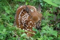 White-tailed deer fawn (Odocoileus virginianus)