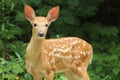 White-tailed Deer Fawn (Odocoileus virginianus) Royalty Free Stock Photo