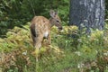 White-tailed Deer fawn Odocoileus virginianus browsing on the Royalty Free Stock Photo