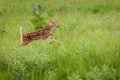 White-Tailed Deer Fawn Odocoileus virginianus Jumps Right Royalty Free Stock Photo