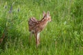 White-Tailed Deer Fawn Odocoileus virginianus Looks Back Royalty Free Stock Photo