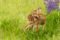 White-Tailed Deer Fawn Odocoileus virginianus Looks Back Next Royalty Free Stock Photo