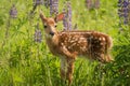White-Tailed Deer Fawn Odocoileus virginianus Looks Out One Ea Royalty Free Stock Photo