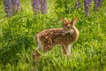 White-Tailed Deer Fawn Odocoileus virginianus Looks Over Shoul Royalty Free Stock Photo