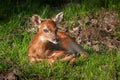 White-Tailed Deer Fawn (Odocoileus virginianus) Looks at Viewer Royalty Free Stock Photo