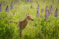 White-Tailed Deer Fawn Odocoileus virginianus in Lupin Patch L Royalty Free Stock Photo