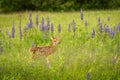 White-Tailed Deer Fawn Odocoileus virginianus Poses in Lupine Royalty Free Stock Photo