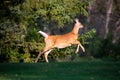 White-tailed deer fawn odocoileus virginianus running to the forest in early september with spots starting to fade Royalty Free Stock Photo