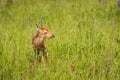 White-Tailed Deer Fawn Odocoileus virginianus Stands in Field Royalty Free Stock Photo