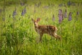 White-Tailed Deer Fawn Odocoileus virginianus Stands in Field Royalty Free Stock Photo