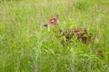 White-Tailed Deer Fawn Odocoileus virginianus Stands in Grass Royalty Free Stock Photo