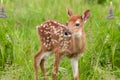 White-Tailed Deer Fawn Odocoileus virginianus Stands in Grasse Royalty Free Stock Photo