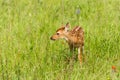 White-Tailed Deer Fawn Odocoileus virginianus Stands Looking L Royalty Free Stock Photo