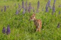White-Tailed Deer Fawn (Odocoileus virginianus) Stands in Lupin Royalty Free Stock Photo